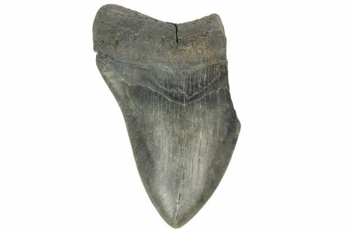 Partial, Fossil Megalodon Tooth - South Carolina #170336